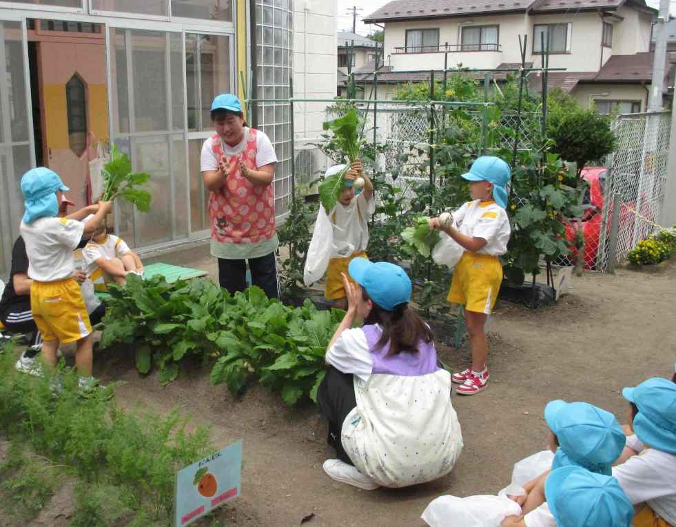 野菜の収穫２