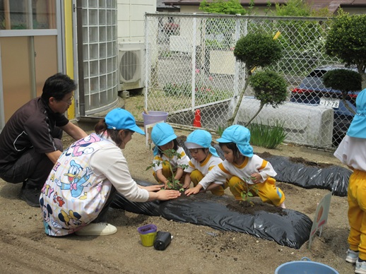 野菜の苗植え